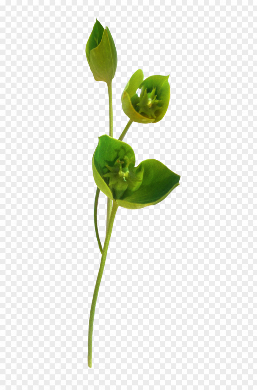 Beautiful Love Blog Plant Stem Leaf Clip Art PNG