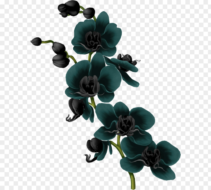 Flower Moth Orchids PNG