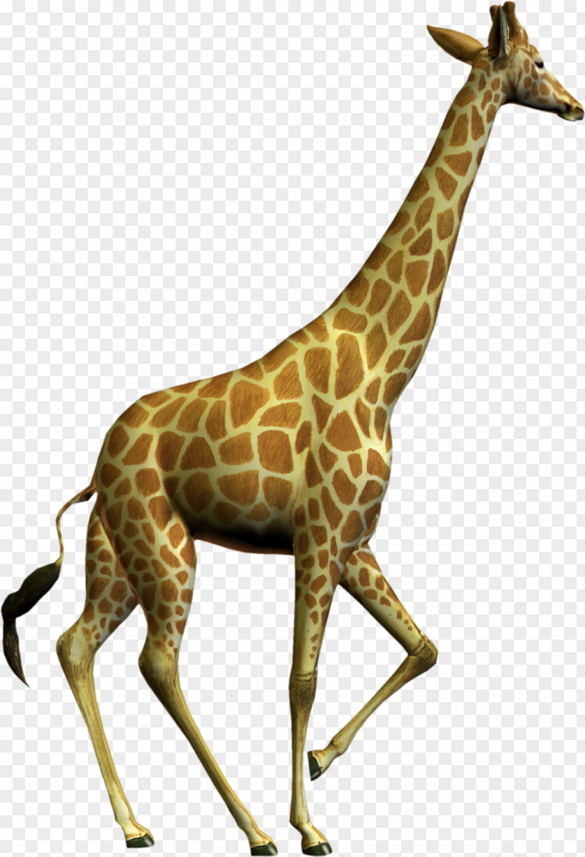 Giraffes Image Resolution Clip Art PNG