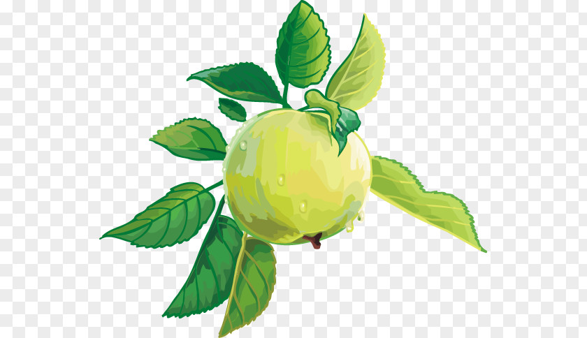 Apple Citrus Fruit Clip Art PNG