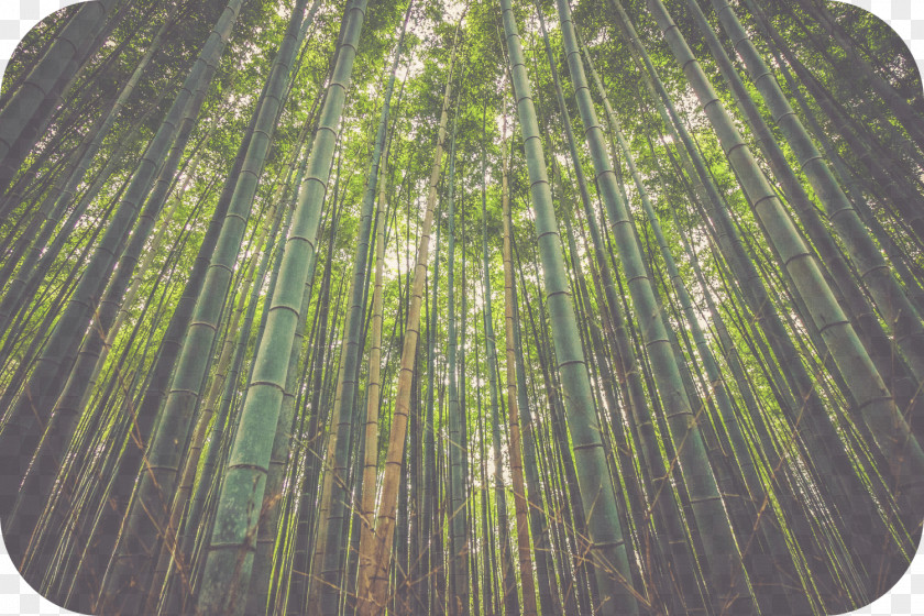 Bamboo Nature Natural Environment Resource Plants PNG
