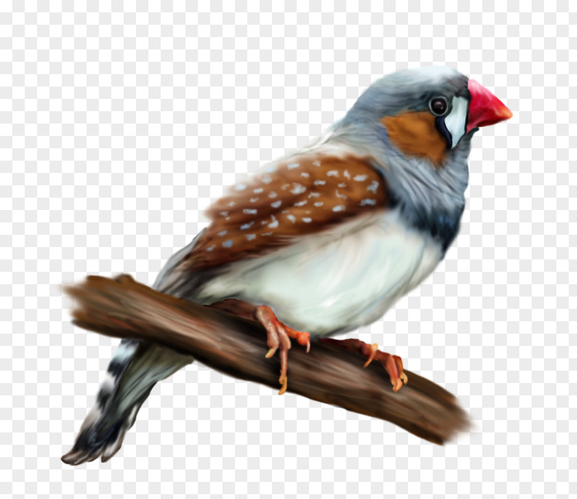 Bird European Robin Zebra Finch Common Nightingale PNG