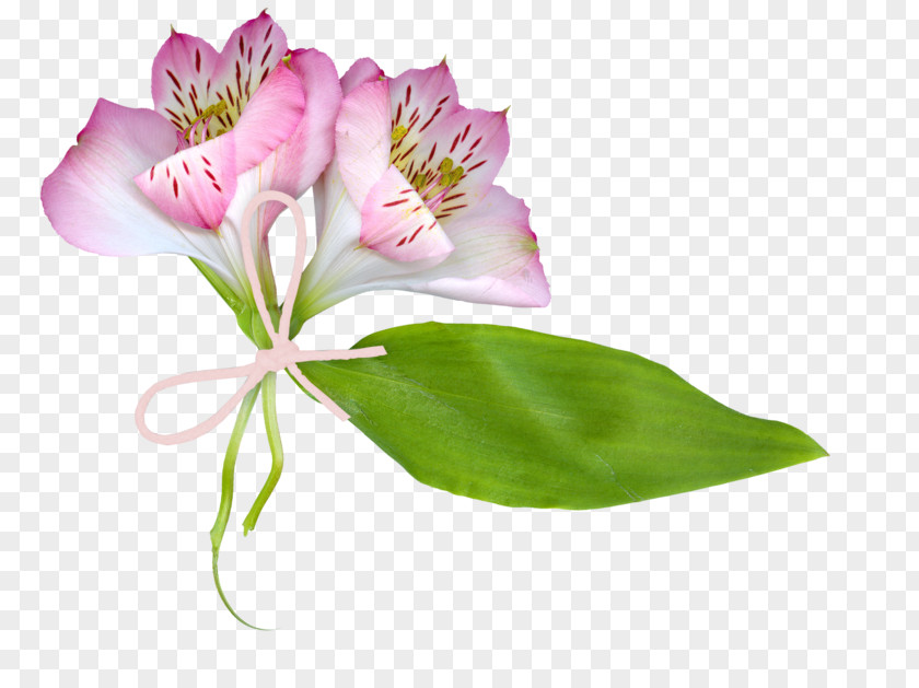 Communion Solennelle Lily Of The Incas Cut Flowers Plant Stem PNG