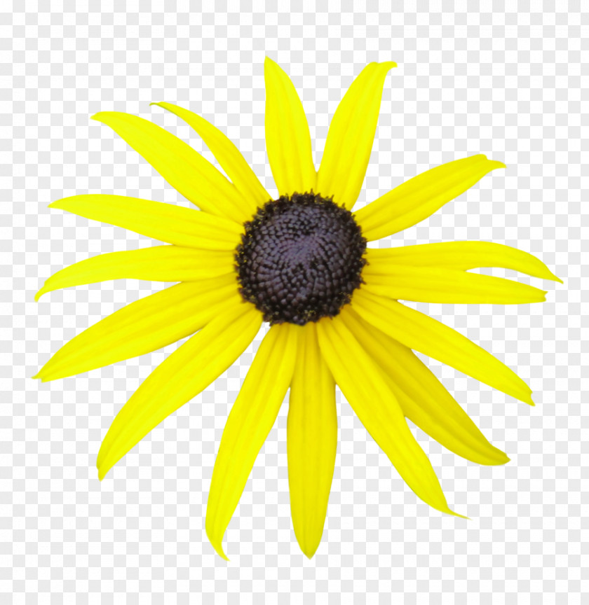 Flower Black Blackeyed Susan Daisy Family Common Plant PNG