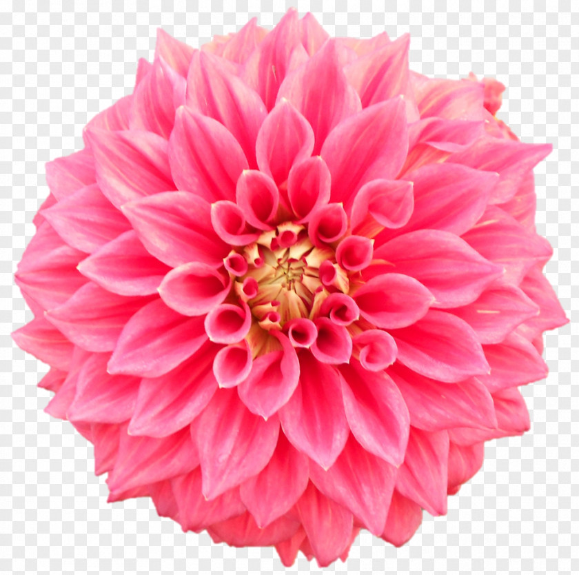 Flower Pom-pom Photography Royalty-free PNG