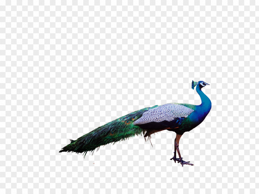 Birds Bird Peafowl Feather Parrot Clip Art PNG