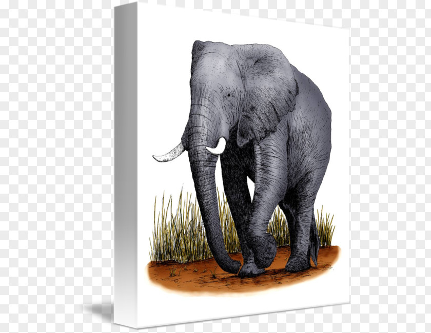 Creative Elephant Indian African Bush Forest Wildlife PNG