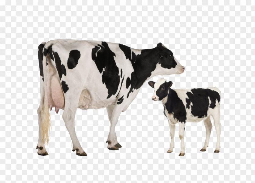Domestic Animal Cow Holstein Friesian Cattle Heck Jersey Dairy Toggenburg Goat PNG