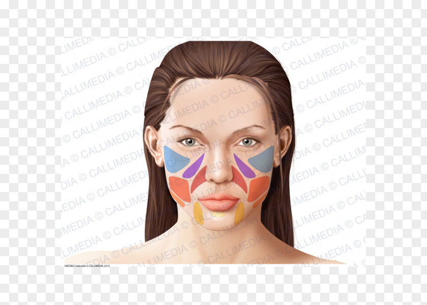 Face Human Anatomy Physiology Skin PNG