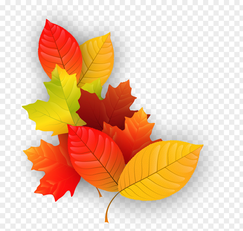 Leaf Maple Autumn Clip Art PNG