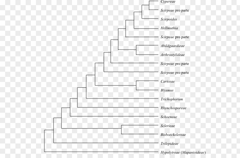 Phylogenetics Cladogram Phylogenetic Tree Cyperaceae Deschampsia Antarctica PNG