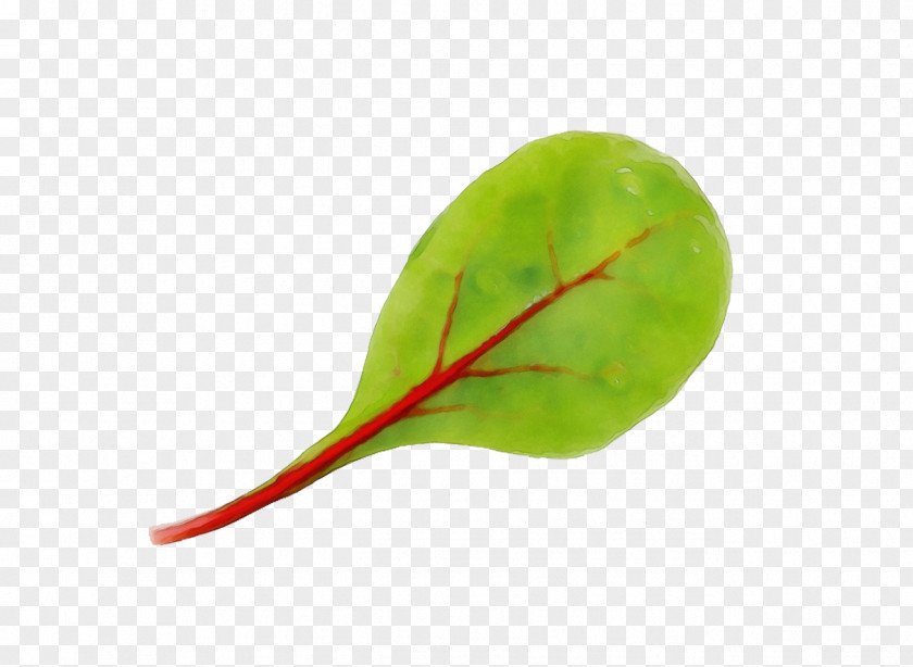Plant Stem Leaf Vegetable Green Flower PNG
