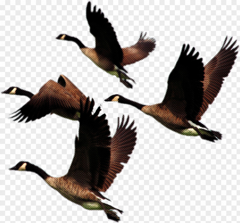 Bird Beak Water Waterfowl Migration PNG