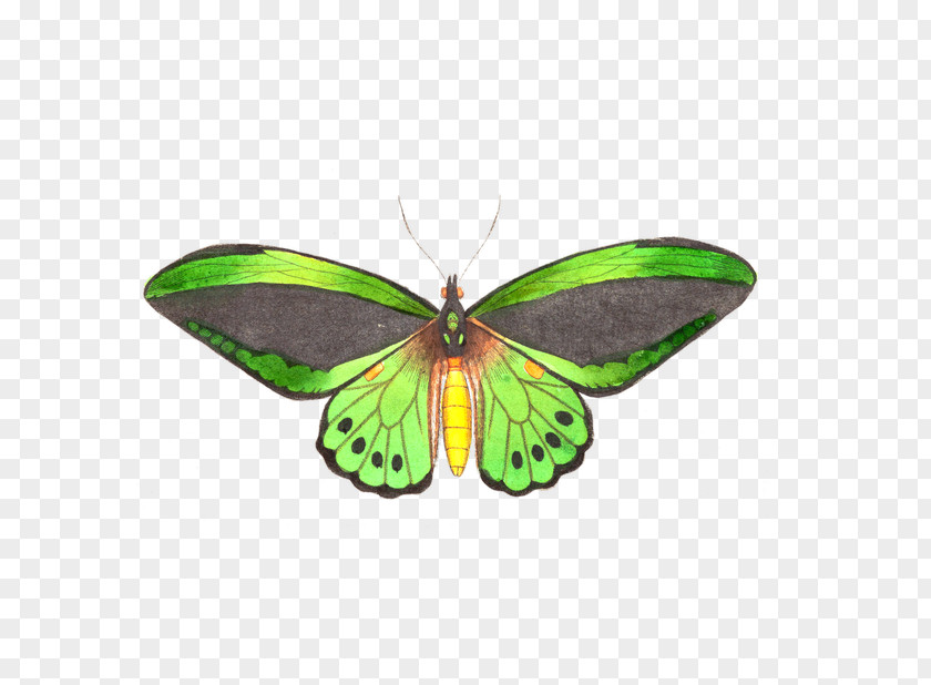 Butterfly Vector Graphics Stock Illustration IStock PNG