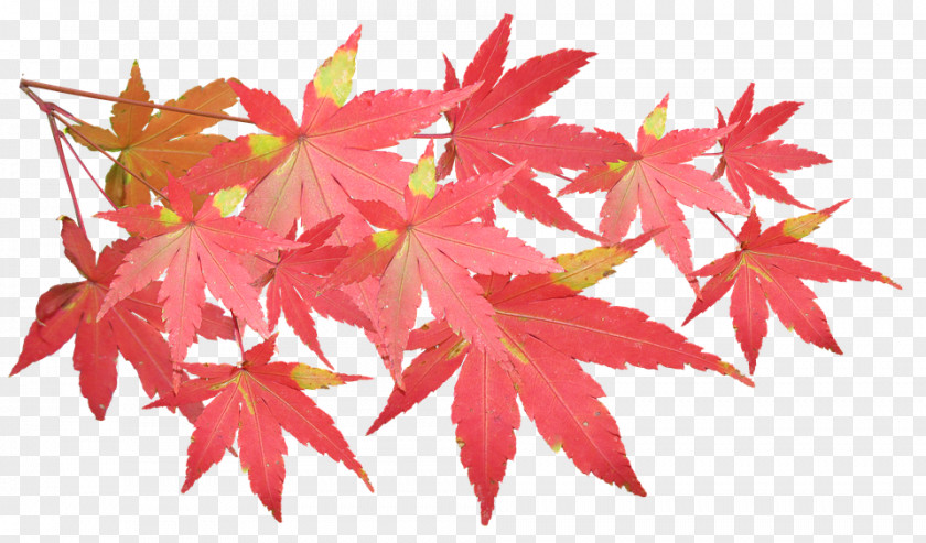 Leaf Maple Image Branch PNG