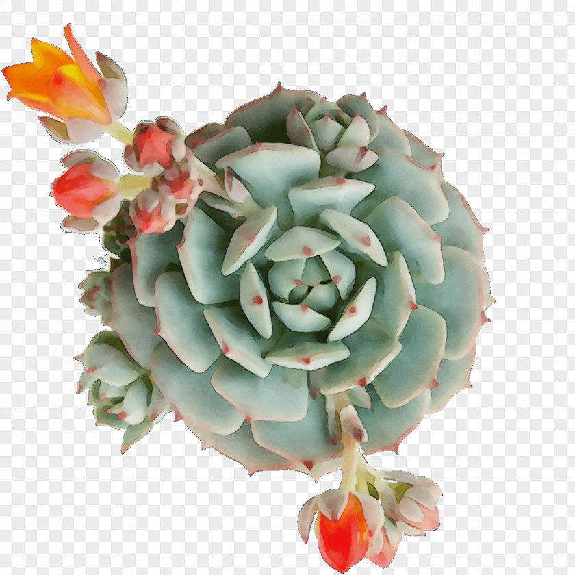 Petal Pachyphytum Watercolor Flower Background PNG