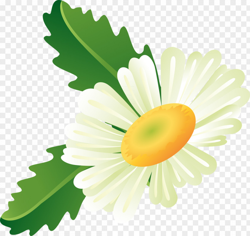 Camomile Matricaria Clip Art PNG