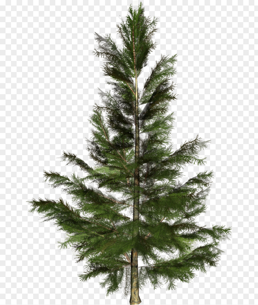Christmas Tree Spruce Conifers Nordmann Fir PNG