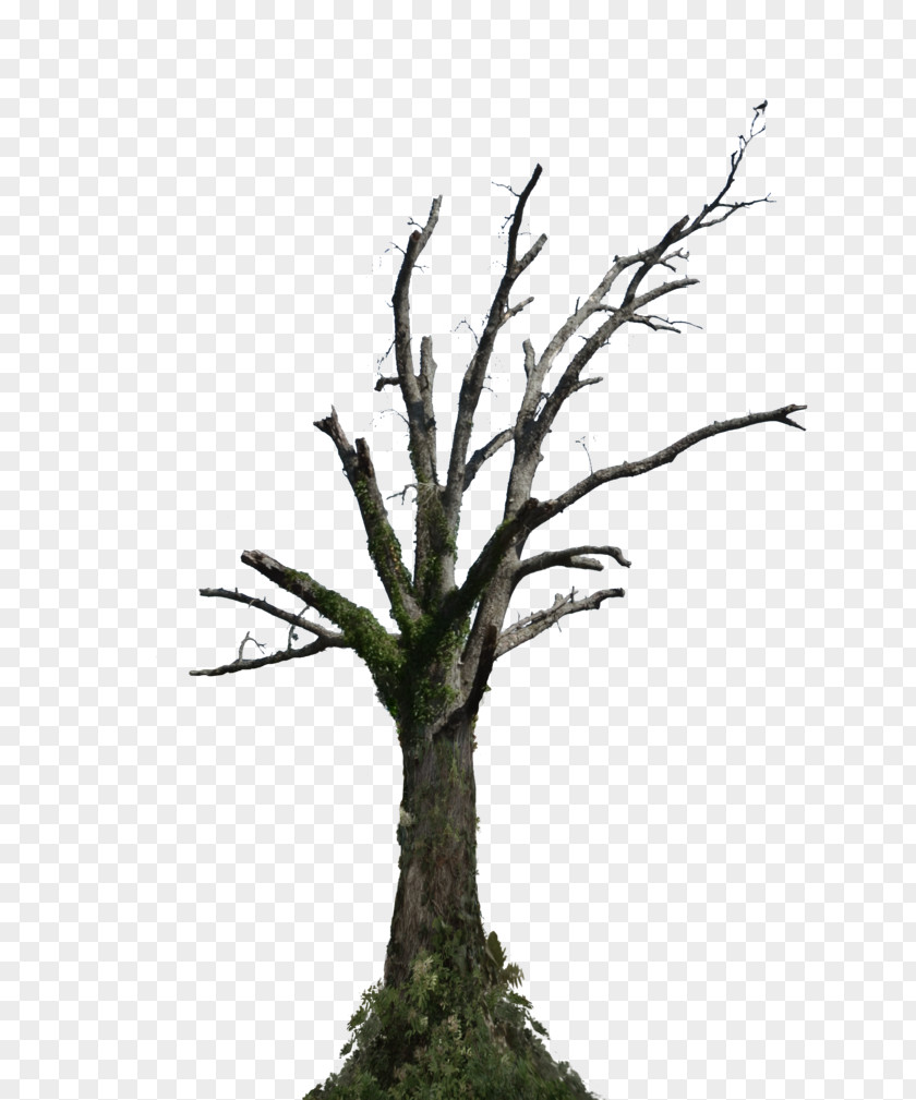 Dead Tree Root Branch Snag PNG