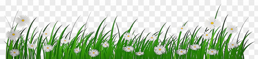 Flower Grass Family Green Plant PNG