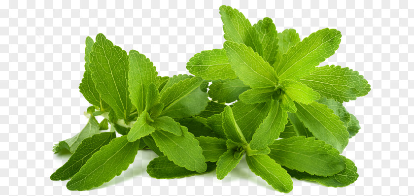 Mint Leaf Underside Stevia Candyleaf Sugar Substitute Steviol Glycoside Sweetness PNG