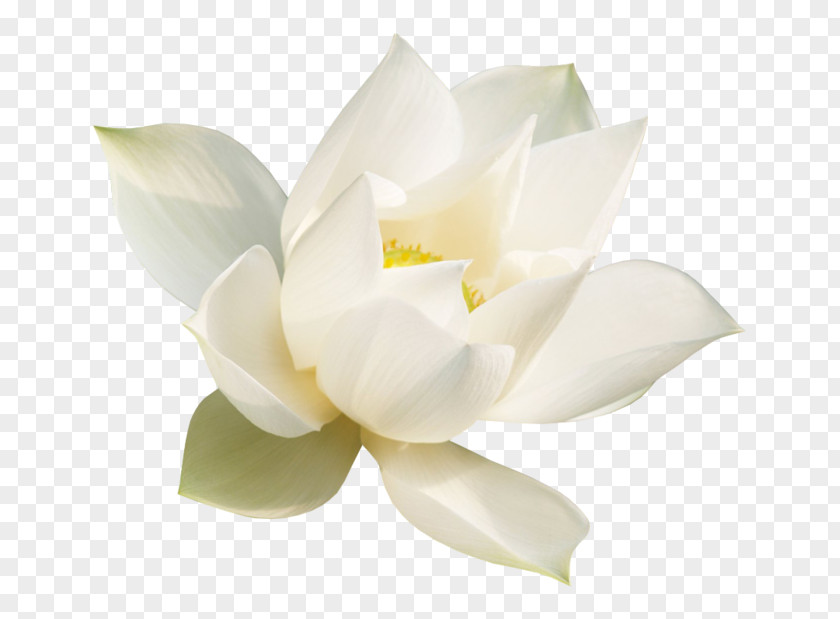 Nelumbonaceae Qigong Magnolia Neoprene DuPont PNG