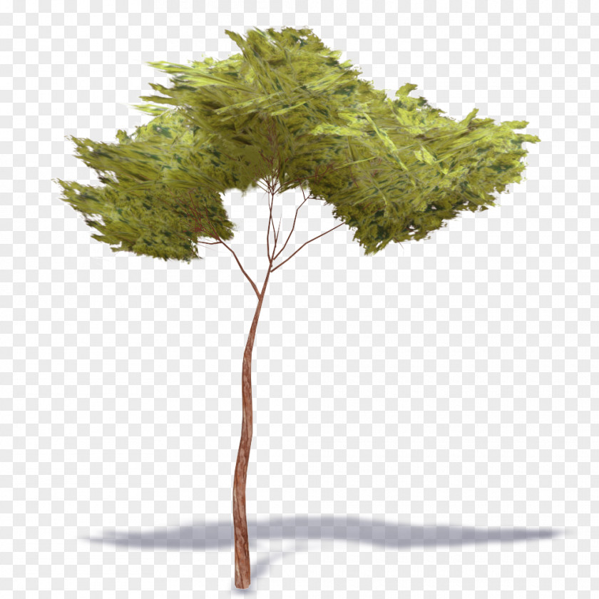 Pine Stone Tree Woody Plant Populus Nigra PNG