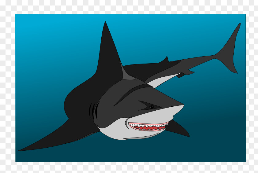Sharks Whale Shark Drawing Great White Fish PNG