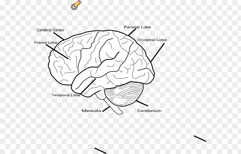Brain Human Votre Cerveau Le Magicien: De La Réalité Au Plaisir Psychique Let's Play Bridge! PNG