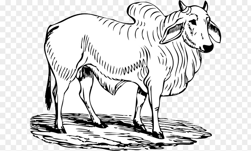Bull Brahman Cattle Hereford Charging Angus Clip Art PNG