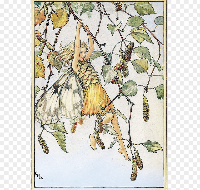 Fairy The Book Of Flower Fairies Summer Silver Birch PNG