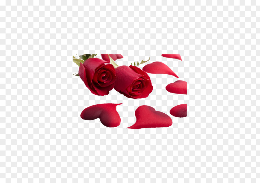 Rose Love Valentines Day Romance International Womens Heart PNG