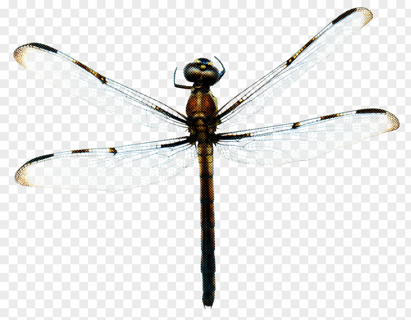 Arthropod Damselfly Dragonfly Insect PNG