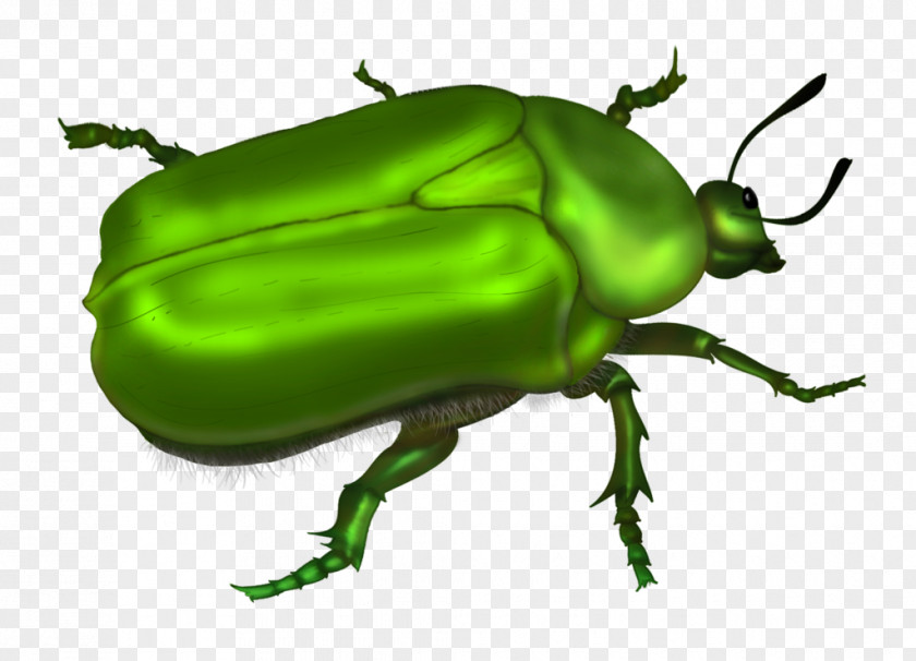 Beetle Drawing Clip Art PNG