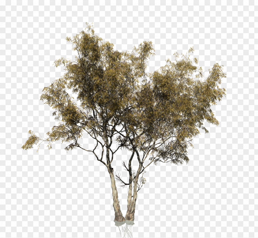 Eucalyptus Camaldulensis Tree Woody Plant Trunk PNG