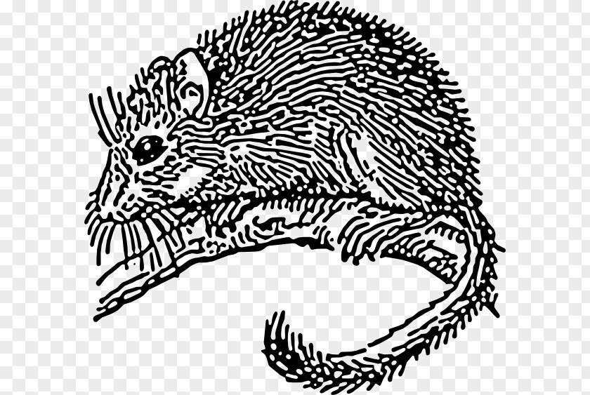 Mouse Dormouse Rodent Clip Art PNG