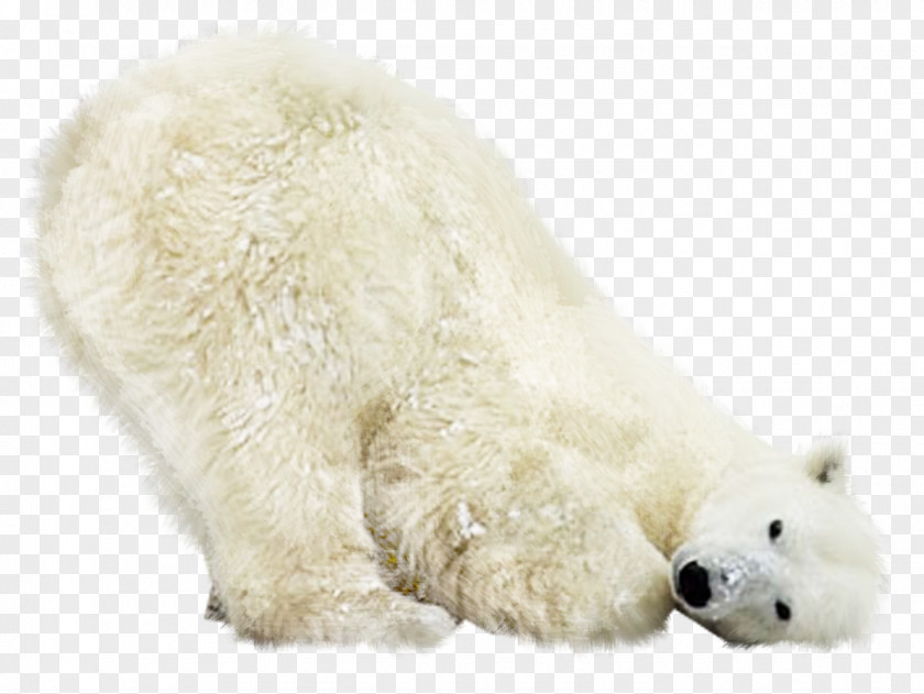 Polar Bear Kuvasz Animal Photography PNG