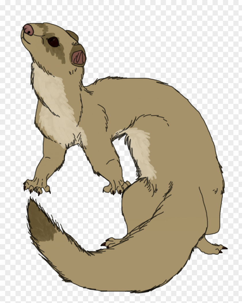 Porcupine Quill Whiskers Ferret Cat Weasels Snake PNG