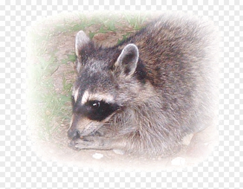 Raccoon Whiskers Viverridae Fur Snout PNG