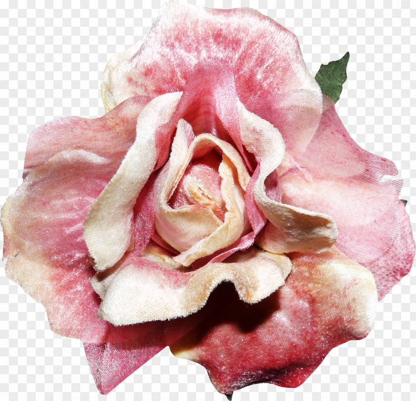 Roses Rose Flower Pink PNG