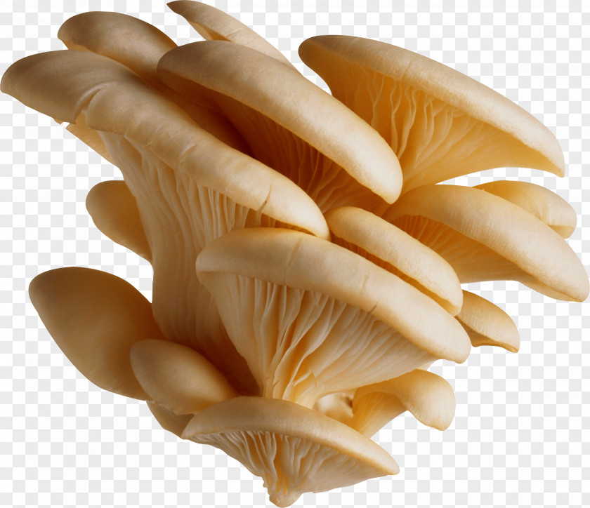White Mushrooms Image Oyster Mushroom Pleurotus Eryngii Pulmonarius PNG