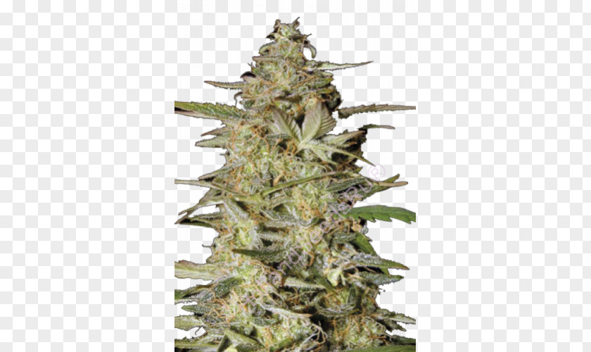 Cannabis Sensi Seeds Bank Azarius PNG