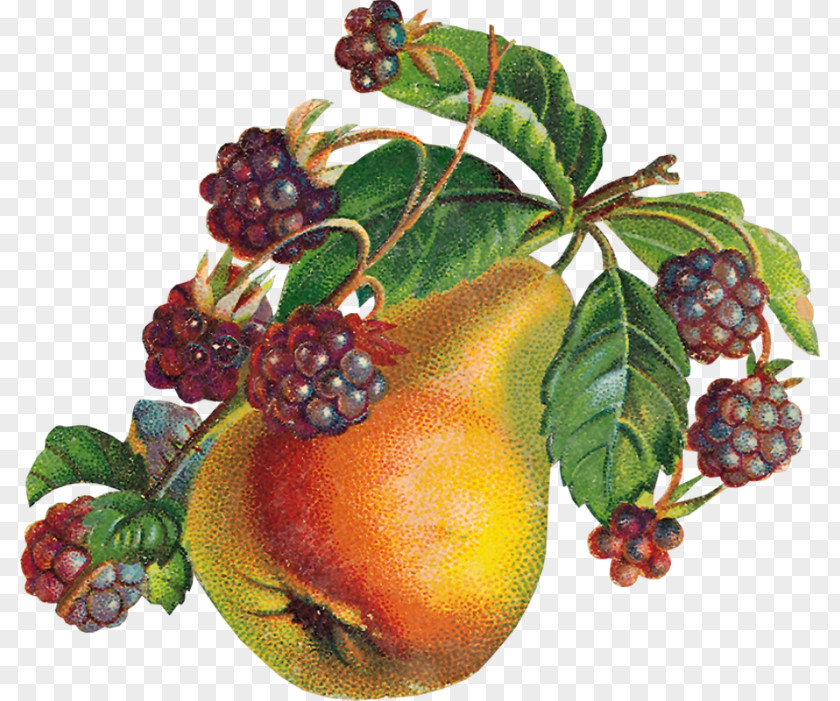 Frutas Photography Fruit Still Life Food Clip Art PNG