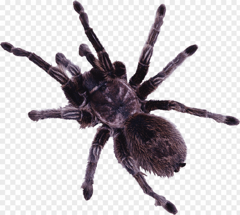 Spider Image Minibeast PNG