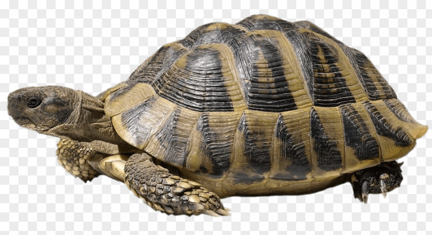 Tortoide Turtle Shell Hermann's Tortoise Stock Photography Common PNG