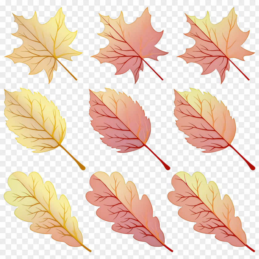 Flower Maple Leaf PNG