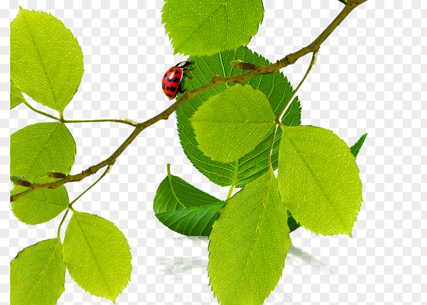 Ladybug On Leaves Euclidean Vector Ladybird Icon PNG