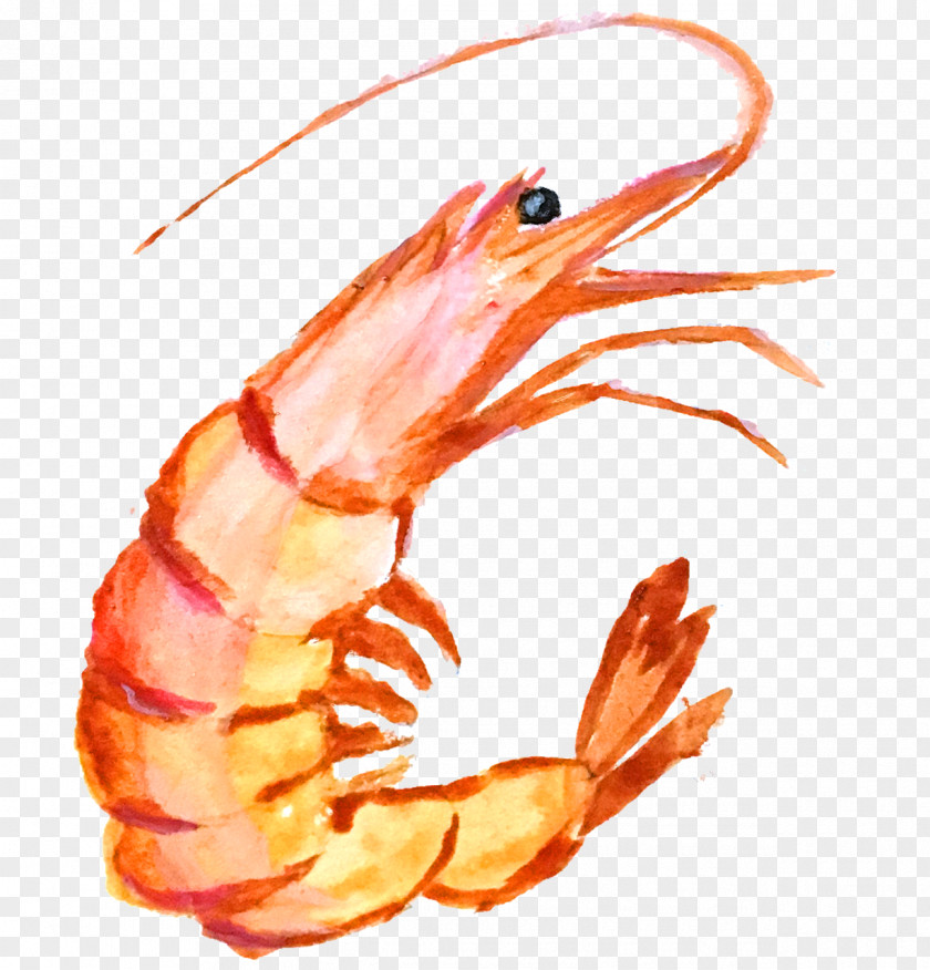 Shrimp PNG Shrimp, shrimps, shrimp illustration clipart PNG