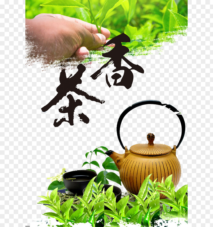 Tea Culture Green Coffee White Oolong PNG