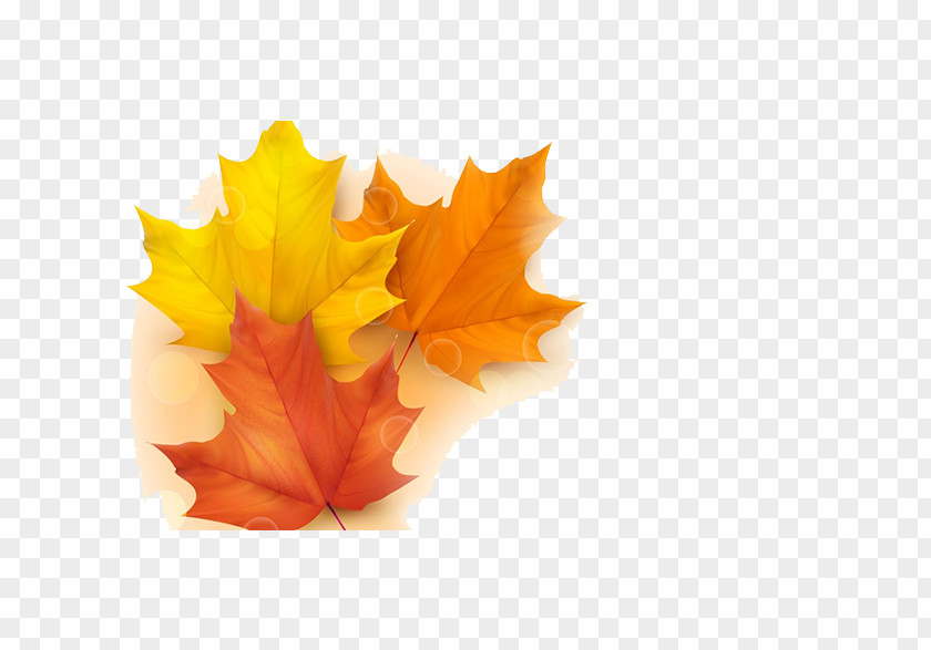 Autumn Leaves Leaf Color Illustration PNG